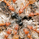 Image for article titled Macrophotographs of ant warfare are downright epic